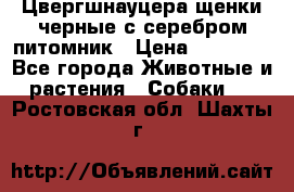 Цвергшнауцера щенки черные с серебром питомник › Цена ­ 30 000 - Все города Животные и растения » Собаки   . Ростовская обл.,Шахты г.